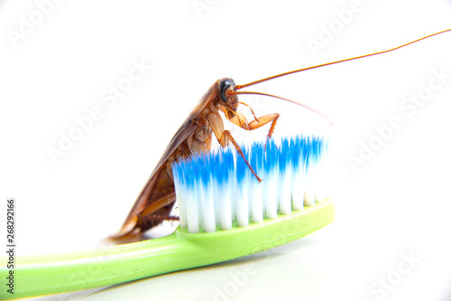 cockroach on toothbrush isolated onwhite background
