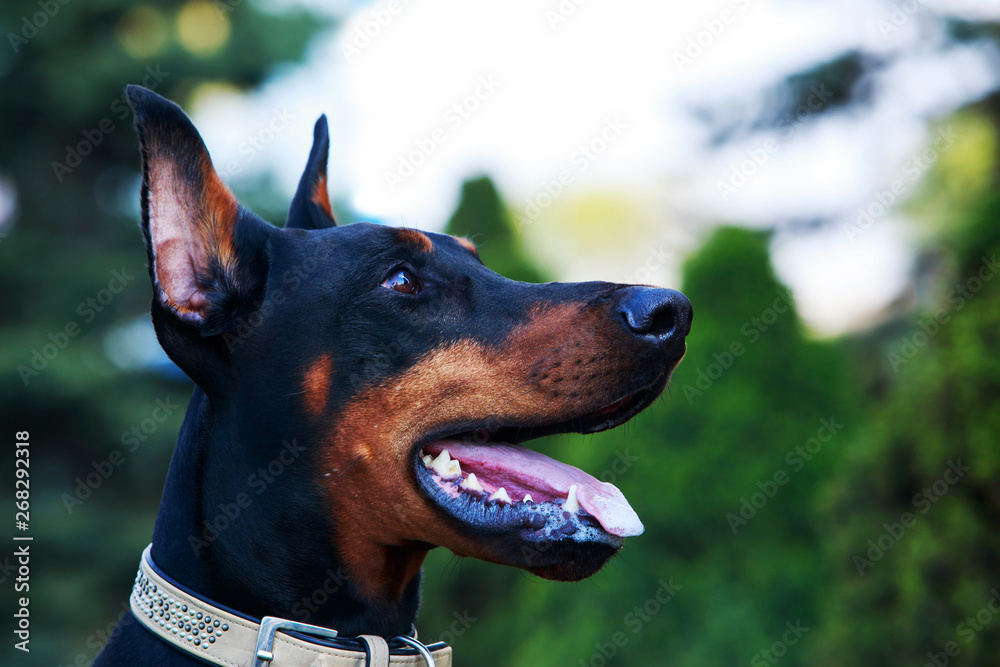 dog breed Doberman Pinscher