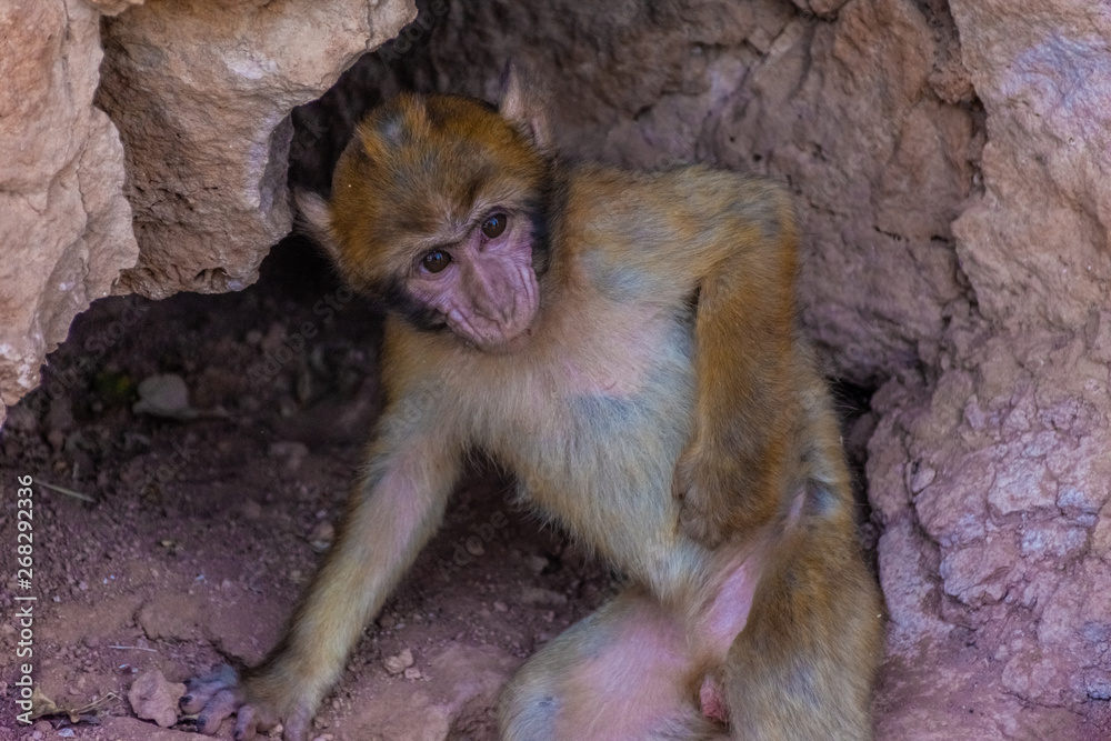 Baby barbary ape in morocco