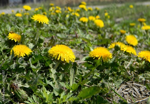 yellow dandelions. Young grass. Spring field