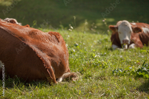 A cow resting in a green pasture in Dolomites area photo