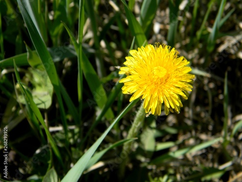 yellow dandelions. Young grass. Spring field