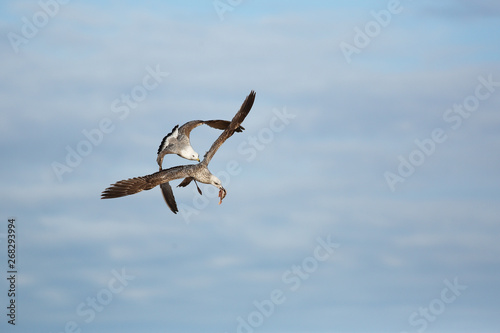 Herring gull fight in flight