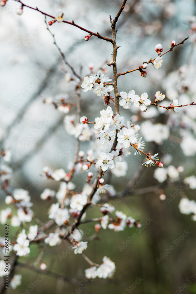 Beautiful flowering apricot tree in spring time Beautiful flowering apricot tree in spring time