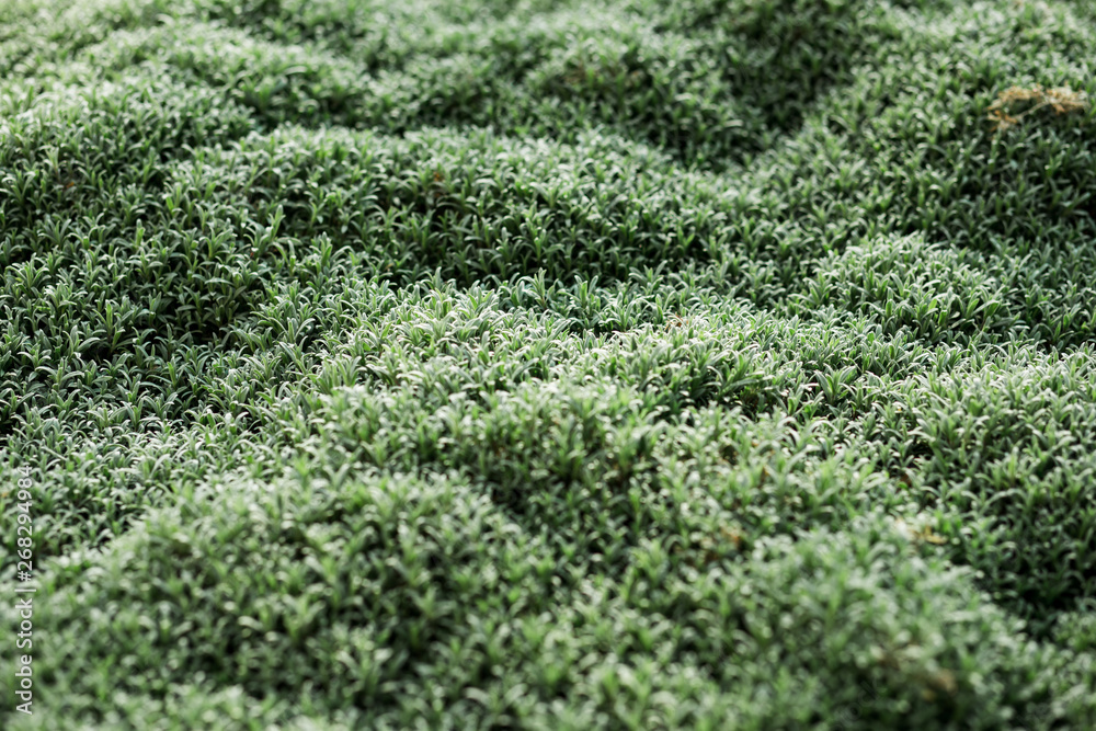 Fresh green grass close-up, green grass carpet