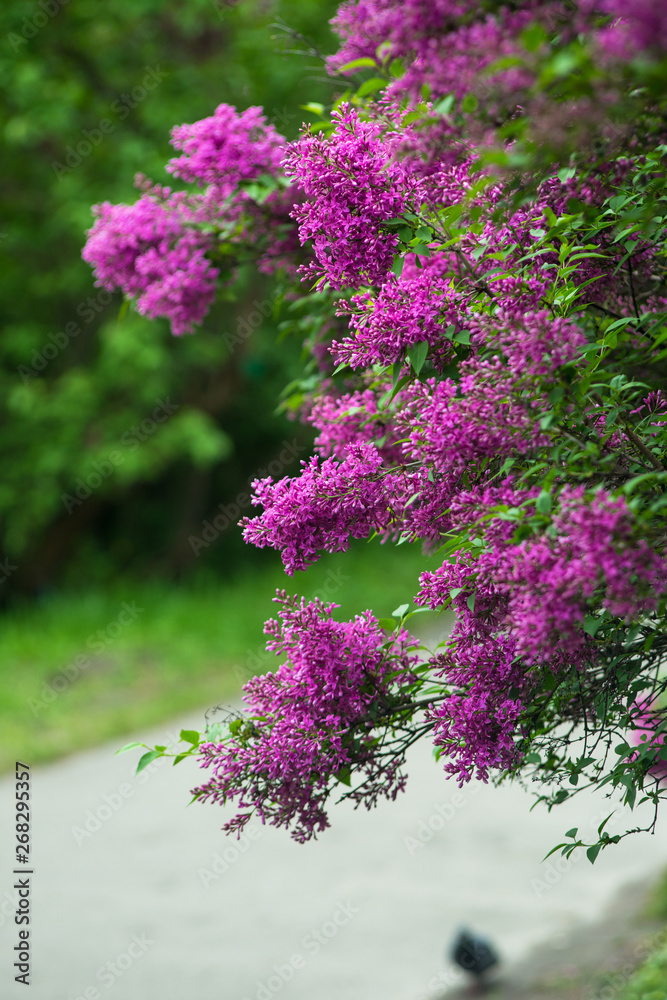 Obraz premium Spring branch of white blooming lilac in Central Park