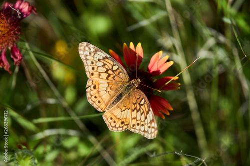 A variegated fritillary butterfly with its wings spread open, resting on a Indina Blanket Firewheel flower. photo