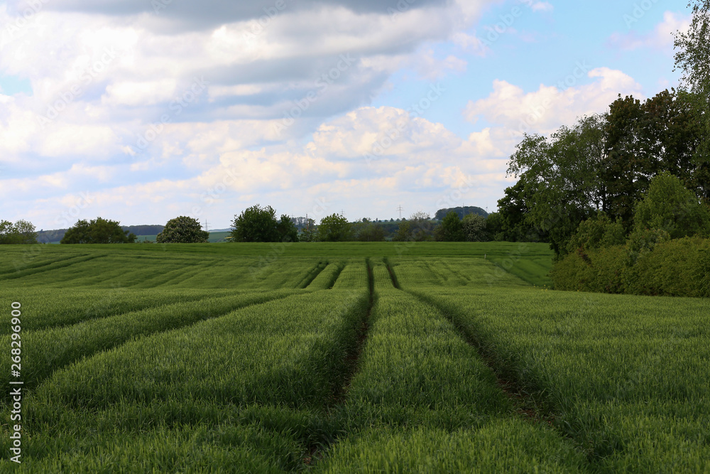 Spring landscape with green fields of winter wheat