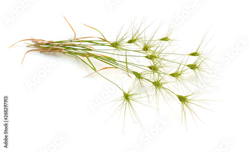 Aegilops or goatgrasses isolated on white background