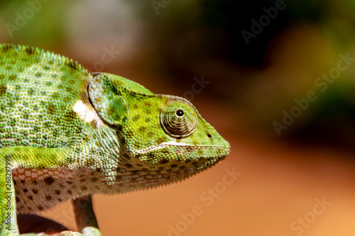 Wild African chameleon profile