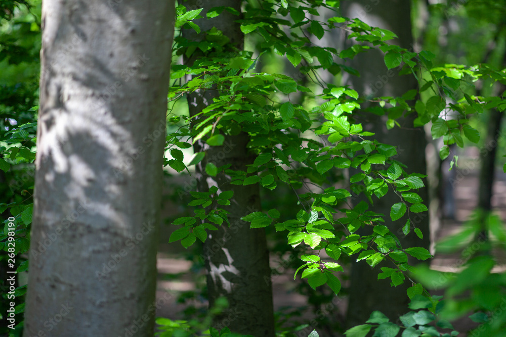 Obraz premium Sunny leaves