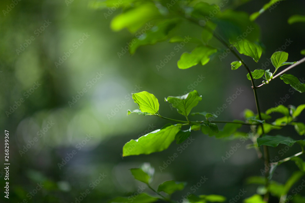 Obraz premium Leaves backlit shallow depth of field
