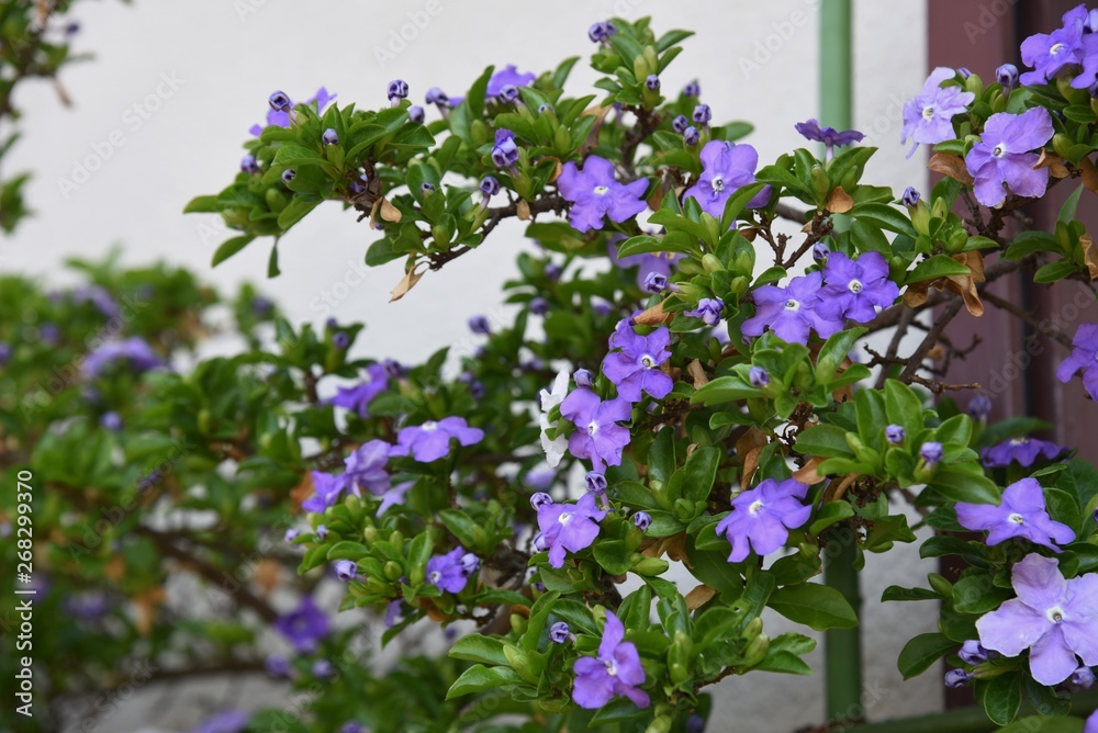 Brunfelsia latifola (Yesterday Today and Tomorrow)