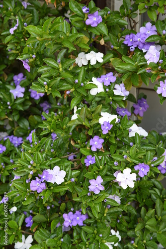 Brunfelsia latifola (Yesterday Today and Tomorrow)