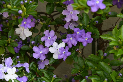 Brunfelsia latifola (Yesterday Today and Tomorrow)