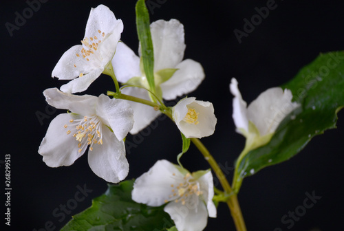 The blossom branch of jasmine flowers