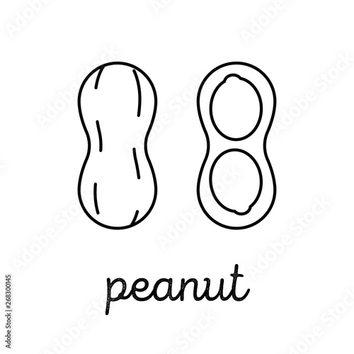 Peanut vector clipart. Logo design element.