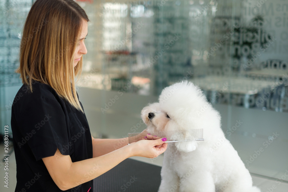 Bichon Fries at a dog grooming salon Bichon Fries at a dog grooming salon