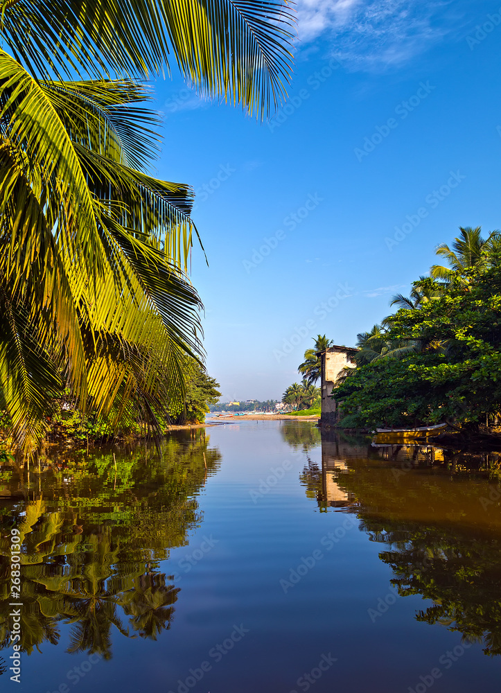 Obraz premium Green Palm branches or coconut palm leaves. River in jungle