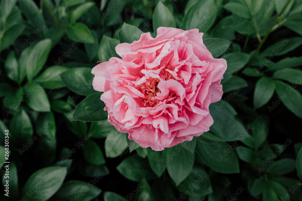Close up of beautiful pink peony flower blooming in the garden Close up of beautiful pink peony flower blooming in the garden