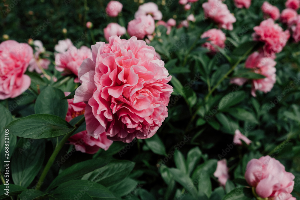 Gorgeous pink fluffy peony flowers blooming in the garden Gorgeous pink fluffy peony flowers blooming in the garden