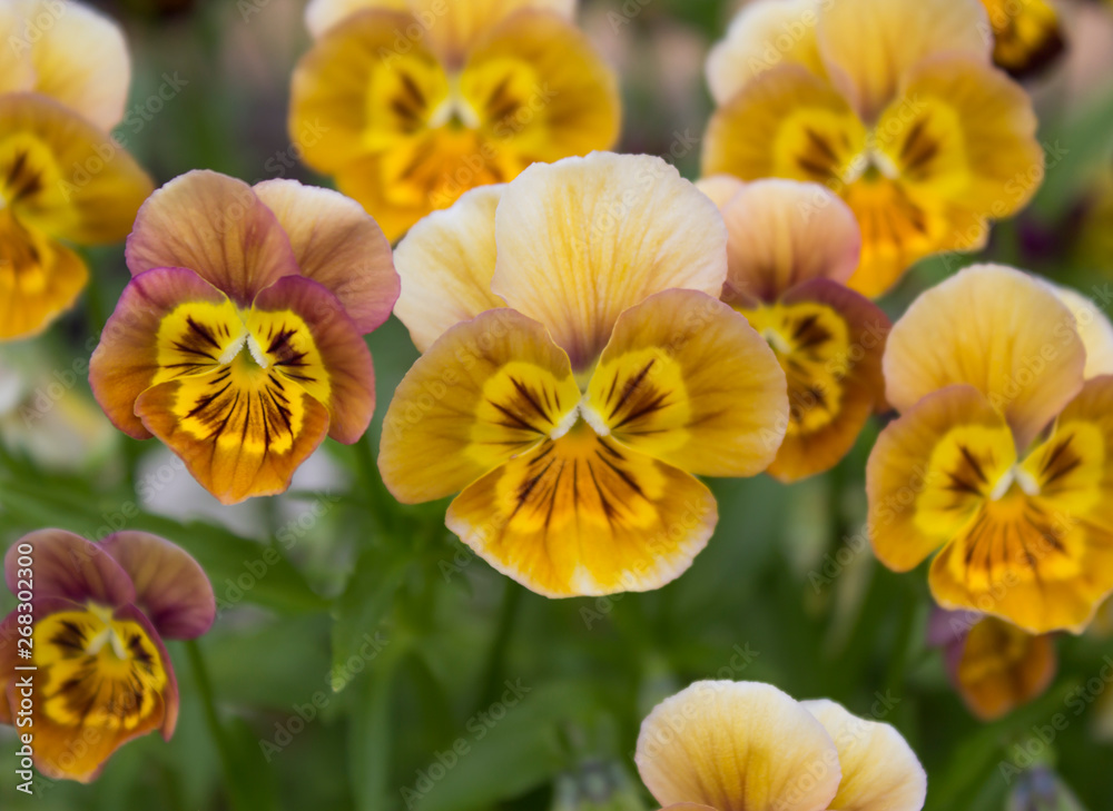 Beautiful big flowers pansies on blurred background Beautiful big flowers pansies on blurred background