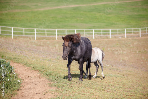 pony with foal in the pasture