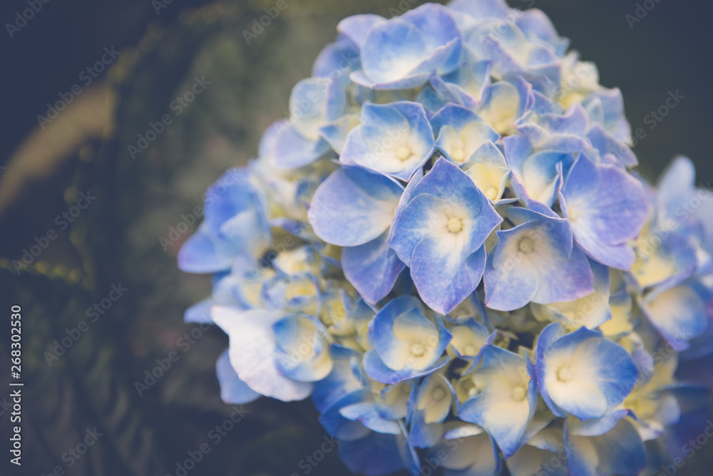 Blue and White Hydrangea