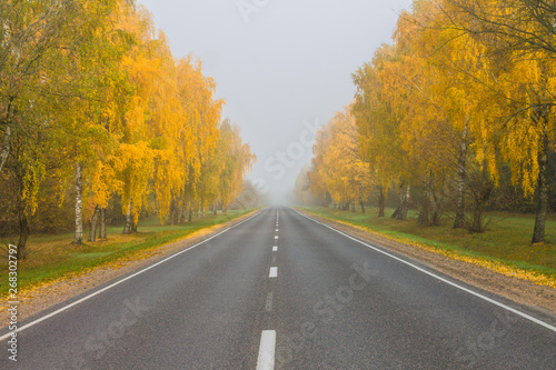 Autumn foggy road with birch