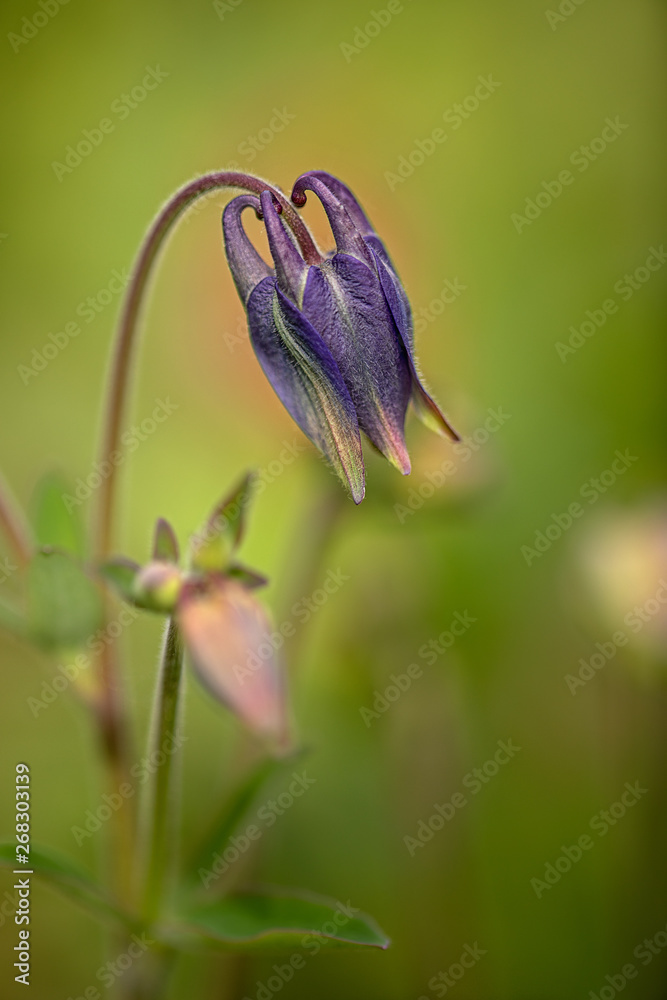 blossom of a columbine, blurred background blossom of a columbine, blurred background