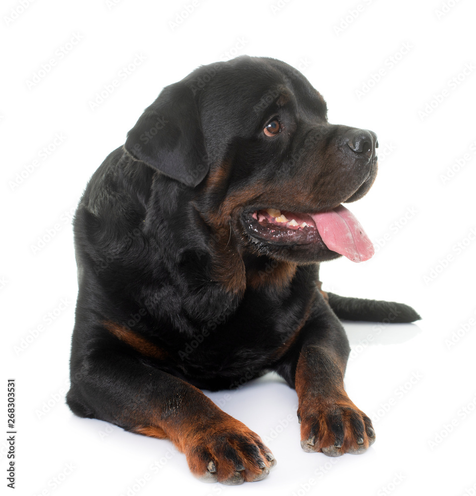 rottweiler in studio