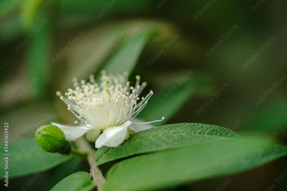 Obraz premium センニンソウ