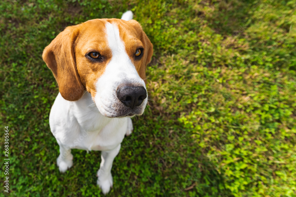 Cute beagle dog in park on green grass