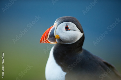 Fratercula arctica. Norway's wildlife. Beautiful picture. From the life of birds. Free nature. Runde island in Norway.Sandinavian wildlife. North of Europe. Picture.