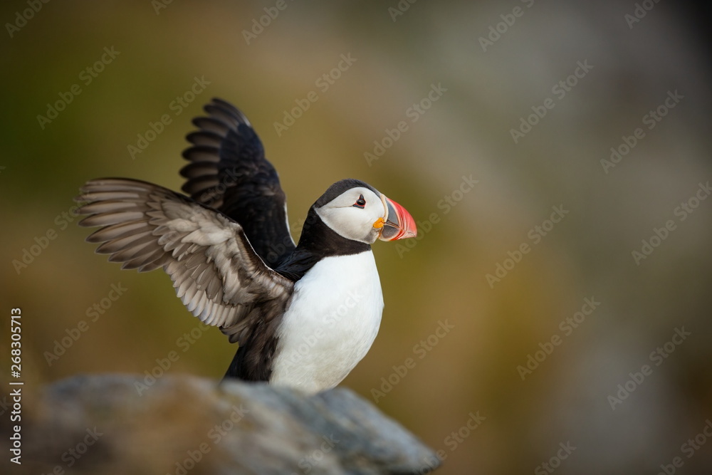 Fratercula arctica. Norway's wildlife. Beautiful picture. From the life of birds. Free nature. Runde island in Norway.Sandinavian wildlife. North of Europe. Picture. Fratercula arctica. Norway's wildlife. Beautiful picture. From the life of birds. Free nature. Runde island in Norway.Sandinavian wildlife. North of Europe. Picture.