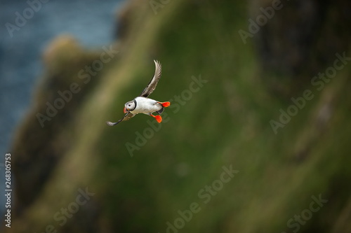 Fratercula arctica. Norway's wildlife. Beautiful picture. From the life of birds. Free nature. Runde island in Norway.Sandinavian wildlife. North of Europe. Picture.