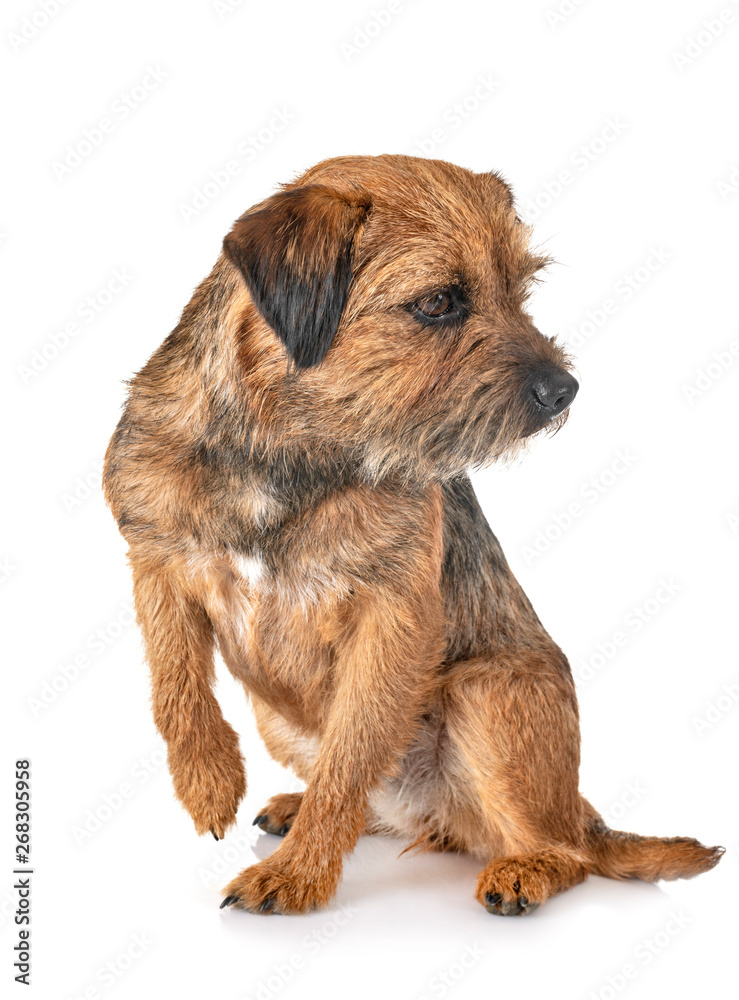 border terrier in studio border terrier in studio