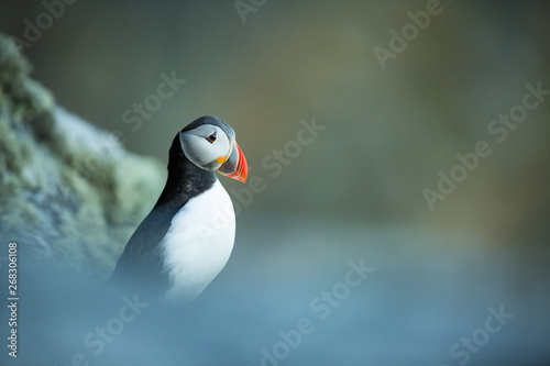 Fratercula arctica. Norway's wildlife. Beautiful picture. From the life of birds. Free nature. Runde island in Norway.Sandinavian wildlife. North of Europe. Picture.