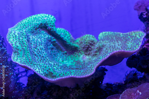 Beautiful sea flower in underwater world with corals and fish. Nature background.