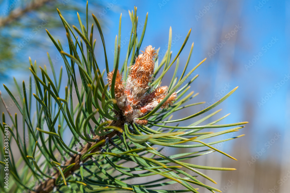Fresh spring sprouts on a pine branch in the Park of Zelenogorsk. Fresh spring sprouts on a pine branch in the Park of Zelenogorsk.