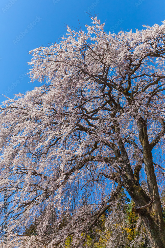 Shidare cherry blossom bloom in Fukushima Prefecture Shidare cherry blossom bloom in Fukushima Prefecture