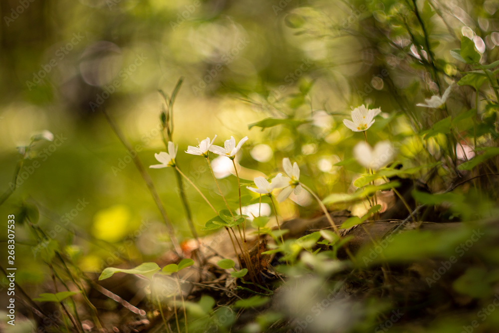 Photography background with small white flowers Oxalis oregana on the background of green leaves Photography background with small white flowers Oxalis oregana on the background of green leaves