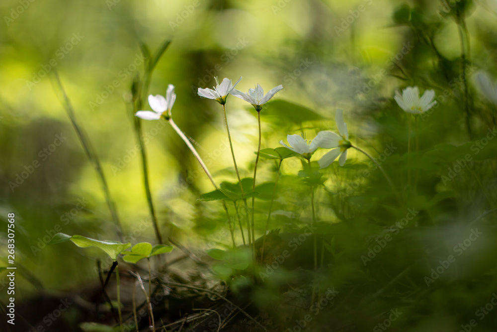 Photography background with small white flowers Oxalis oregana on the background of green leaves Photography background with small white flowers Oxalis oregana on the background of green leaves