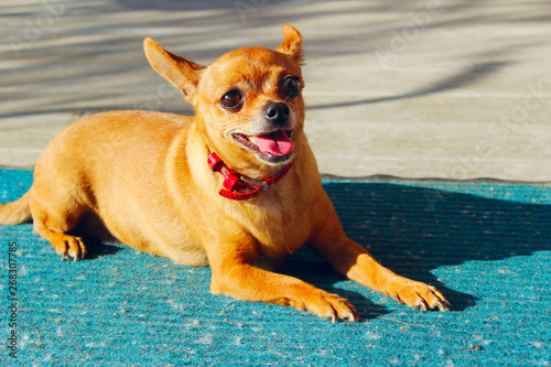 Fototapeta Naklejka Na Ścianę i Meble -  Cute Little Dog Lying Outdoors. Dog Outside. Chihuahua Dog.. Animals, Dogs Concept. Chihuahua Waiting For Owner, Outdoors.