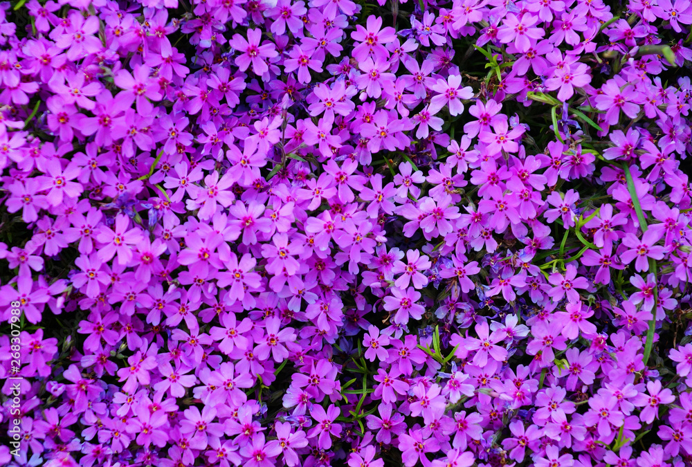 Blooming purple flowers Geraniales of the genus bells, background.