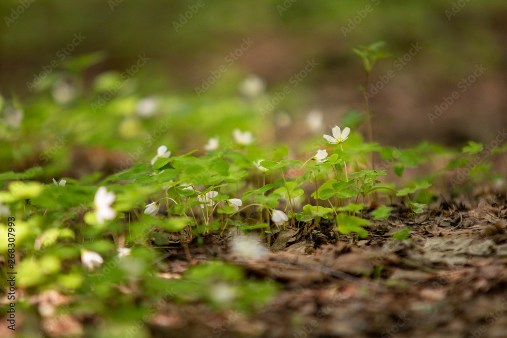 Photography background with small white flowers Oxalis oregana on the background of green leaves Photography background with small white flowers Oxalis oregana on the background of green leaves
