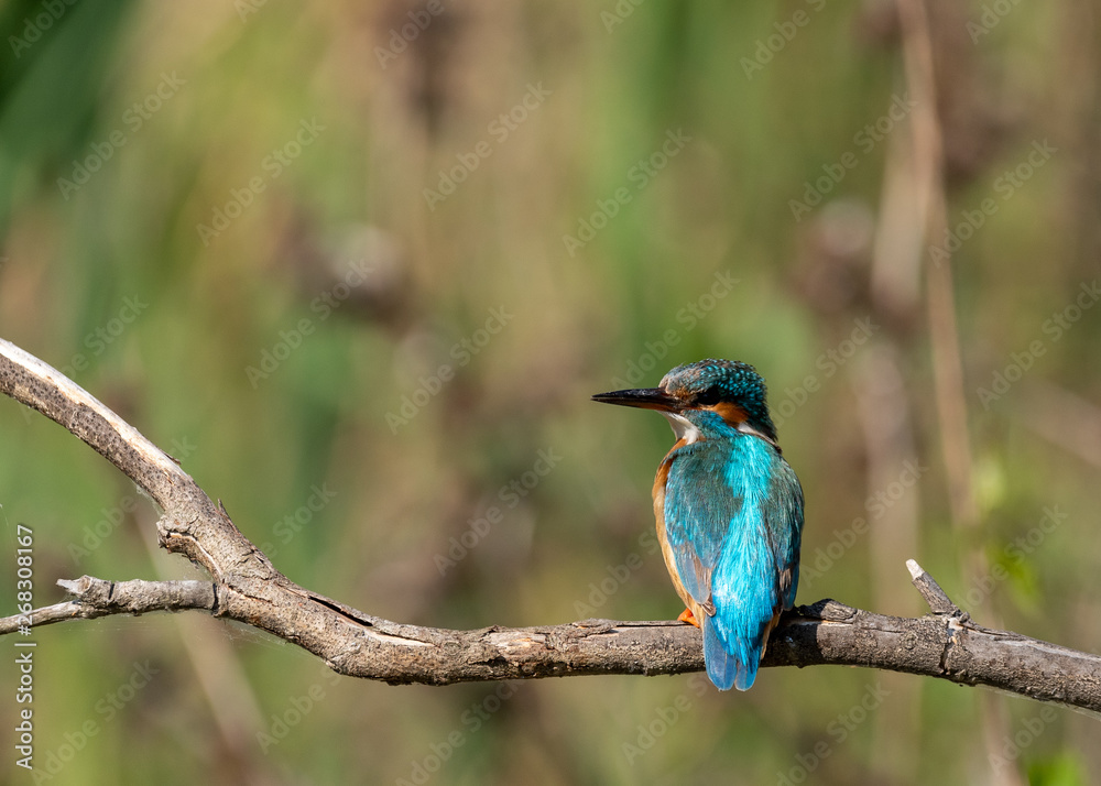 Kingfisher on a branch with green background Kingfisher on a branch with green background