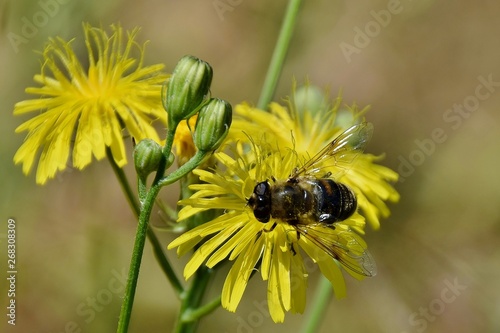 Schwarze Schwebliege auf einer gelben Blüte photo