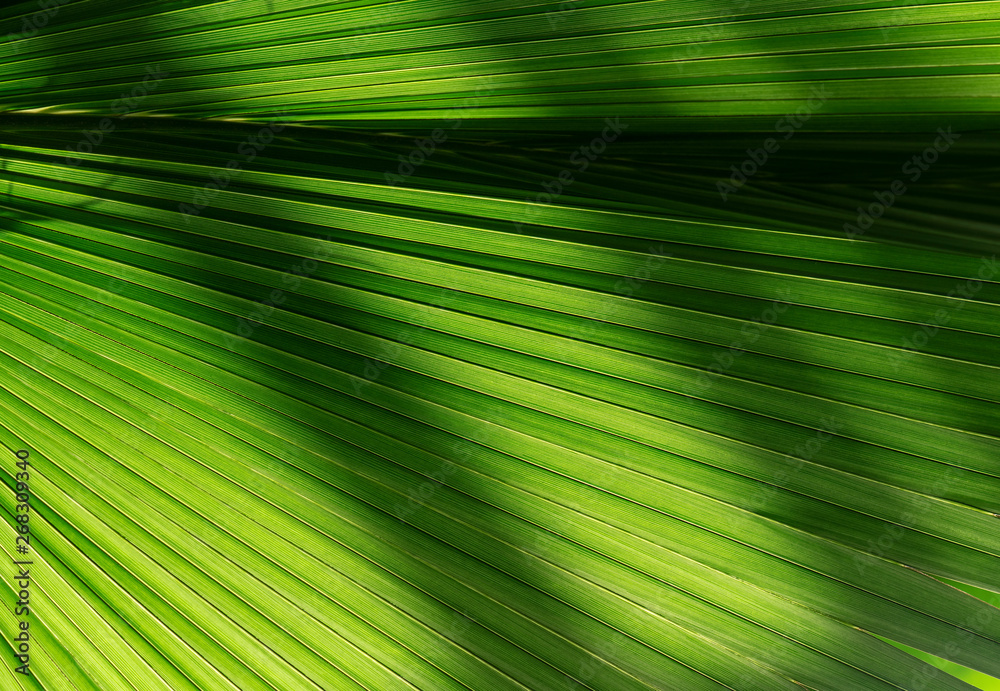 Close-up Leaf of tropical Tree as Background or Texture, green Leaf with Veins Close-up Leaf of tropical Tree as Background or Texture, green Leaf with Veins