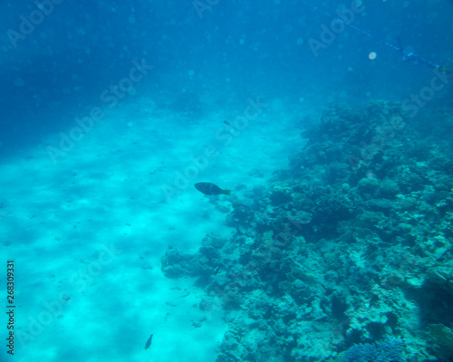 coral fish  coral reef  underwater